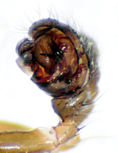 Datei:Cf Lepthyphantes m Finnmark 27.07.11-491-4 Pedi l.jpg