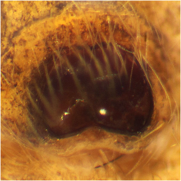 Datei:Heliophanus tribulosus Epi Schaefer.jpg