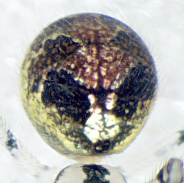 Datei:Theridion varians dat nienke.jpg