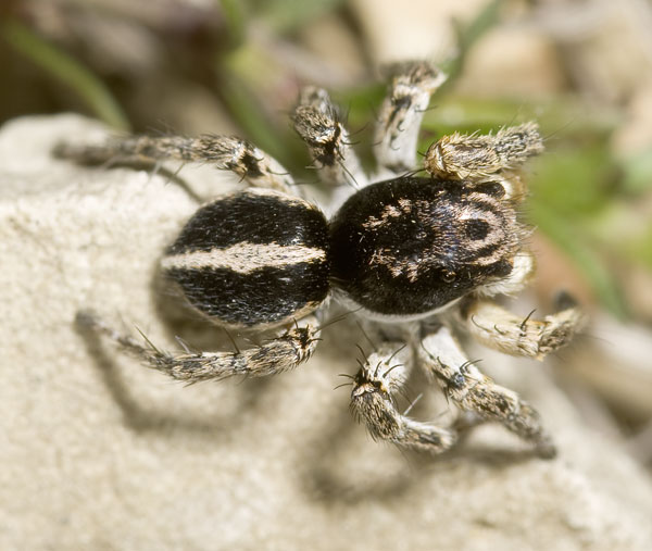Datei:Aelurillus-v-insignitus Mordtal 09-04 02.jpg