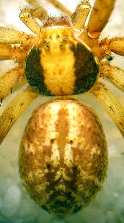 Philodromus aureolus dorsal.jpg