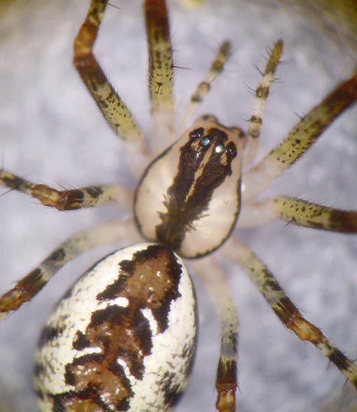 Datei:Pityohyphantes phrygianus 6 1024.jpg