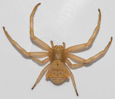 Datei:Thomisius onustus.jpg
