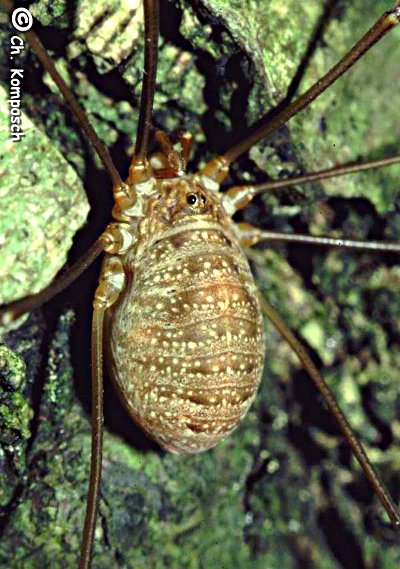 Opilio dinaricus 1024.jpg