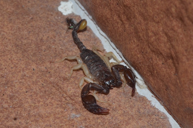 Datei:Euscorpius flavicaudis (2) Canu S..jpg
