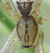 Datei:Linyphia triangularis prosoma.jpg