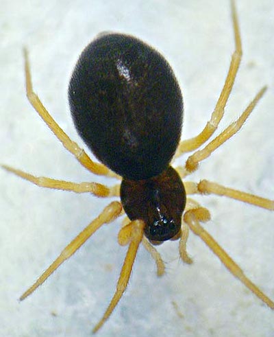Baryphyma trifrons 1024.jpg