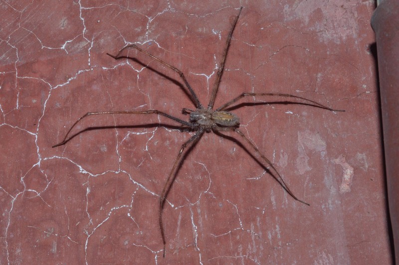 Datei:Tegenaria parietina Canu S..jpg