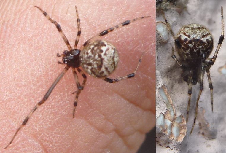 Datei:Tabulata 1.jpg