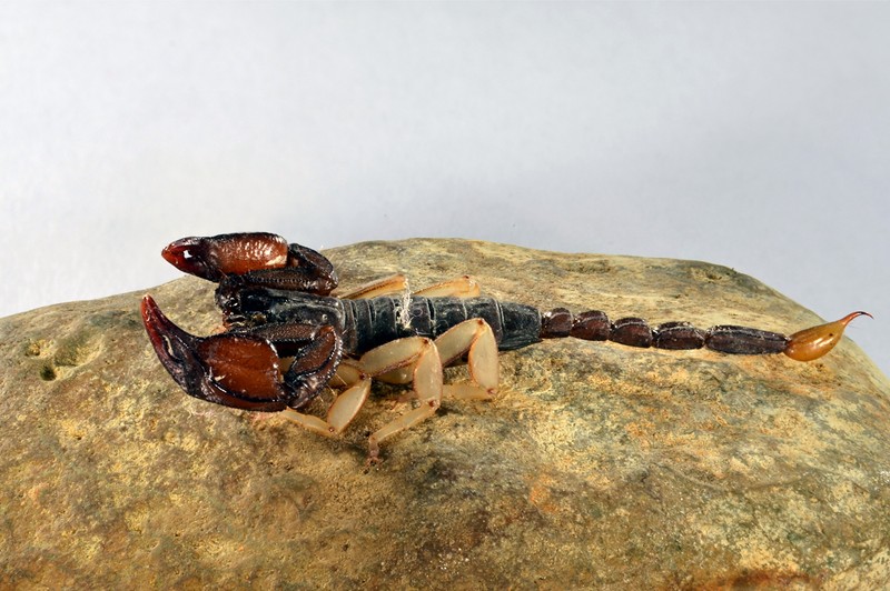 Datei:Euscorpius flavicaudis m Canu S..jpg