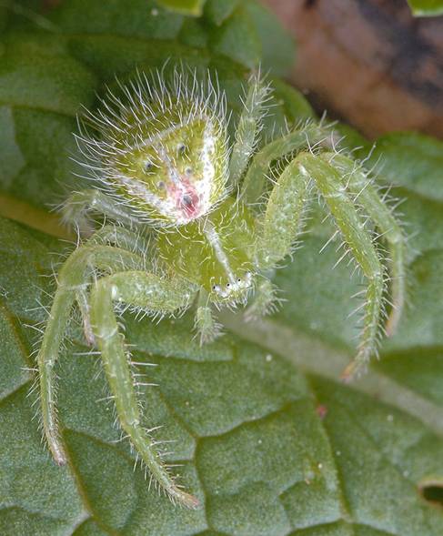 Datei:Horst hellwig heriaeus hirtus 010520-iv.jpg