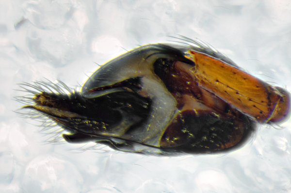 Datei:Asagena phalerata GUDOW 08.06.2013 m PediL-vent-2.jpg