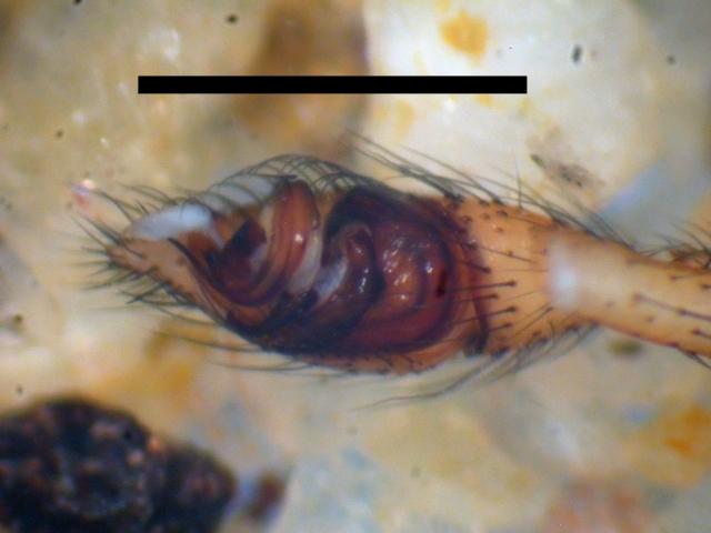 Datei:Bulbus Steatoda-grossa.jpg