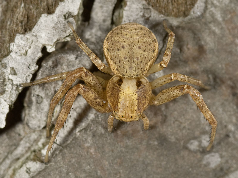Datei:Xysticus-lanio Hainich 09-05 02.jpg