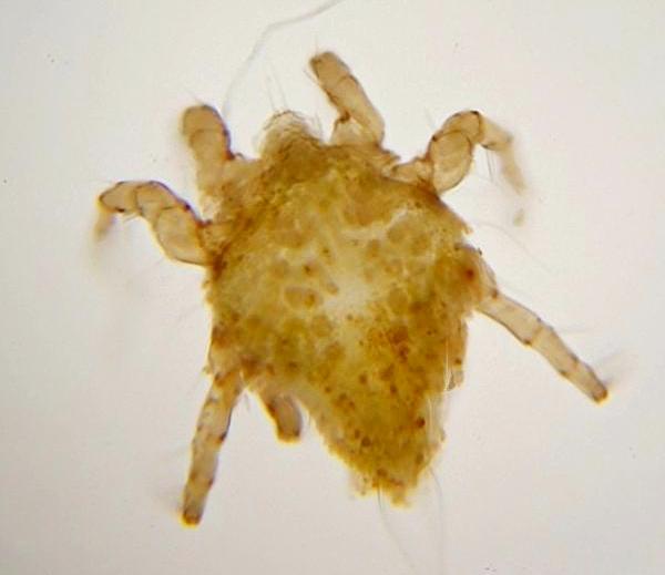 Datei:Astigmata c.jpg