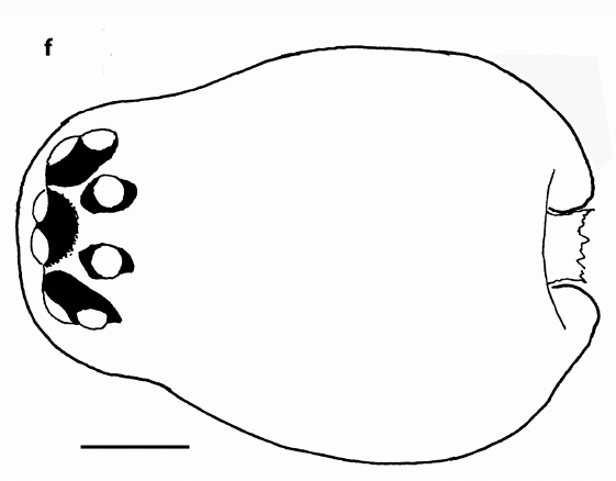 Datei:Panamomops inconspicuus-female-prosoma-dorsal-Gnelitsa-2026.png