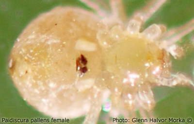 Datei:Paidiscura pallens underside.jpg
