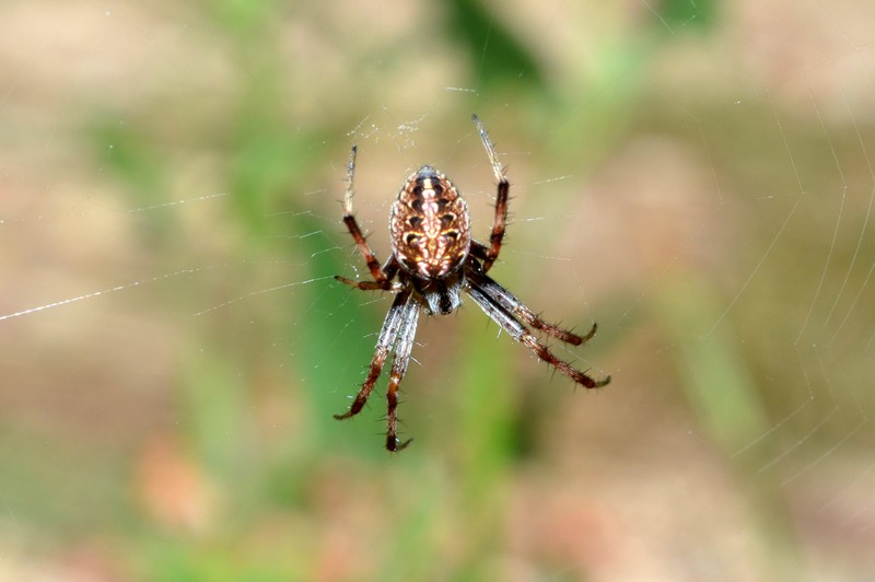 Datei:Neoscona byzanthina Canu S..jpg