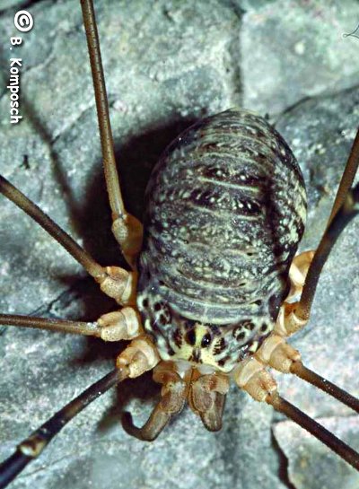 Gyas annulatus 1024.jpg