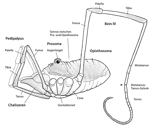 Weberknecht lateral 09-04.png