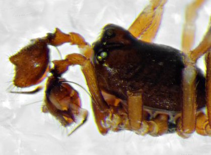 Datei:Cnephalocotes obscurus 15.13 Wittenborn m kopf.jpg