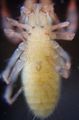 Körper von Chthonius heterodactylus ventral.
