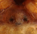 Epigyne
