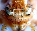 Xysticus Augenstellung