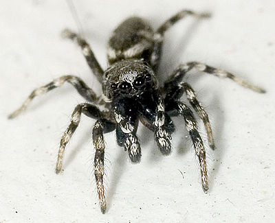 Zebraneus Weimar 05-2007 05.jpg