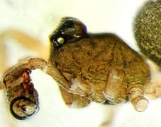 Minyriolus pusillus Sehr kleine Art < 1,5 mm Körperlänge