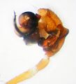 Pedipalpus