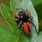 Philaeus chrysops