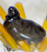 Entelecara acuminata