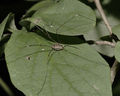 Weibchen