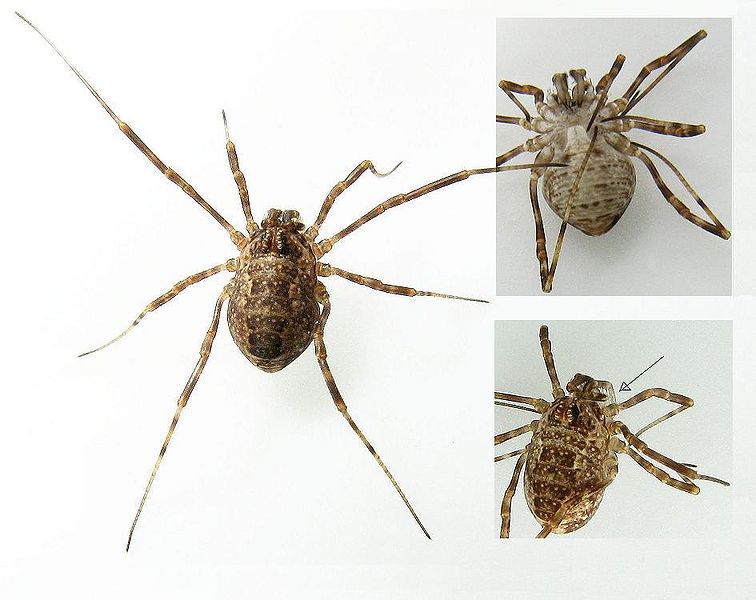 Datei:Rilaena triangularis.jpg