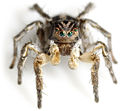Männchen frontal