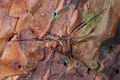 Lacinius ephippiatus f.JPG