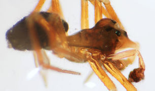 Nusoncus nasutus