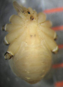 L. blackwalli ventral.JPG