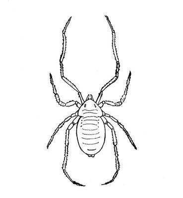 Opilioacarus.JPG