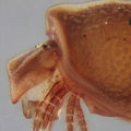 Aspis und Cheliceren von Steganacarus carinatus.