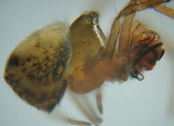 Microdipoena jobi
