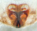 Epigyne, freipräpariert