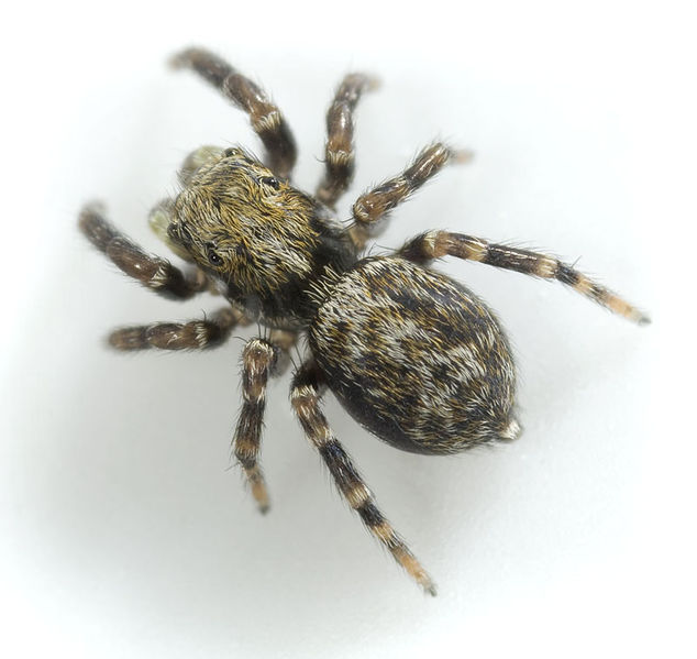 Datei:Pseudeuophrys-erratica Mordtal 09-04 01.jpg
