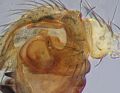 linker Pedipalpus - Paracymbium