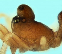Pelecopsis susannae
