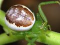 Diaea dorsata f2.JPG