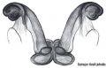 Vulva dorsal