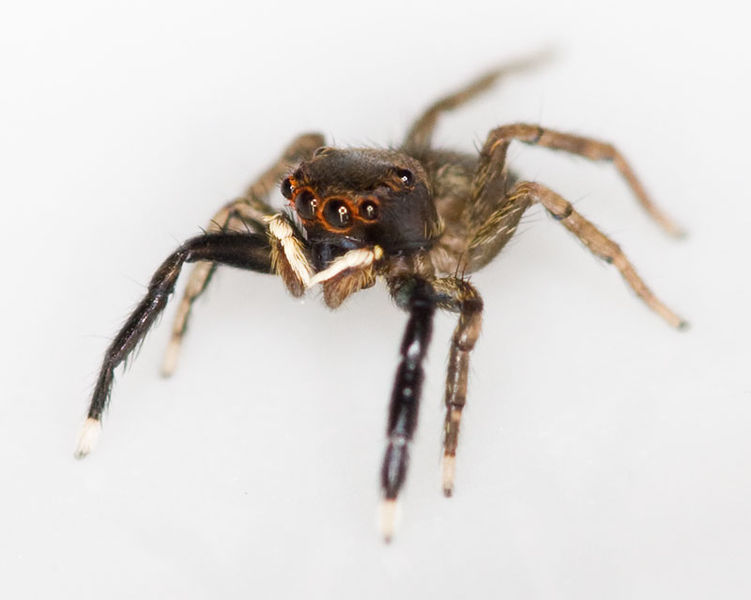 Datei:Euophrys frontalis M 8-04715.jpg