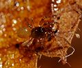 Habitus